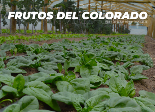 Frutos del Colorado